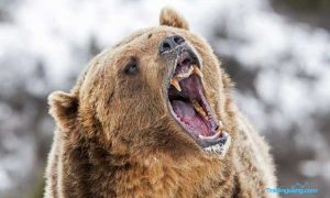 Mengenal Pasar Bearish dan Tipsnya pada Trading Forex