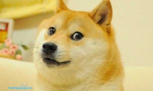 Koin Shiba Inu, Mata Uang Kripto "Pembunuh" Dogecoin