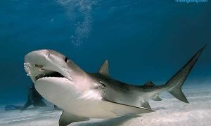 Panduan Memahami Pola Harmonic Shark bagi Pemula pada Trading Forex